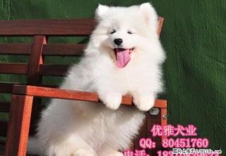 萨摩耶犬多少钱萨摩耶犬价格萨摩耶犬图片 - 桂林28生活网 www.28life.com