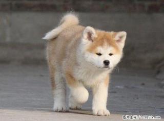 北京秋田日系 美系秋田犬幼崽出售 保纯保健康 - 桂林28生活网 www.28life.com