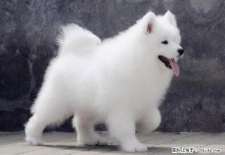 萨摩犬 萨摩图片 萨摩价格 萨摩耶犬 - 桂林28生活网 www.28life.com