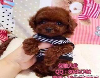 精致的泰迪熊犬-玩具体微小玩具茶杯体-可来家里挑选 - 桂林28生活网 www.28life.com