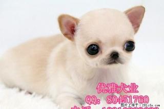 纯种吉娃娃幼犬价格 哪里有繁殖吉娃娃的犬舍 - 桂林28生活网 www.28life.com
