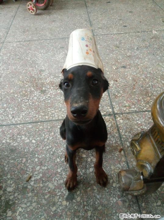 德系杜宾幼犬寻酷酷的粑粑麻麻 - 宠物交易 - 宠物信息 - 桂林分类信息 - 桂林28生活网 www.28life.com