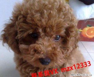 寻找爱狗女士来养我家狗狗 - 桂林28生活网 www.28life.com