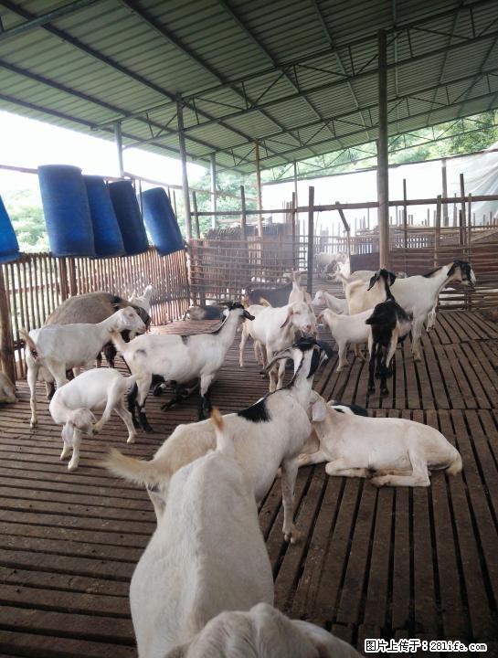因没地方放养 现有60只山羊出售 有需要养殖的朋友请电话联系 - 宠物配种及服务 - 宠物信息 - 桂林分类信息 - 桂林28生活网 www.28life.com