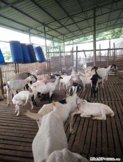 因没地方放养 现有60只山羊出售 有需要养殖的朋友请电话联系 - 桂林28生活网 www.28life.com
