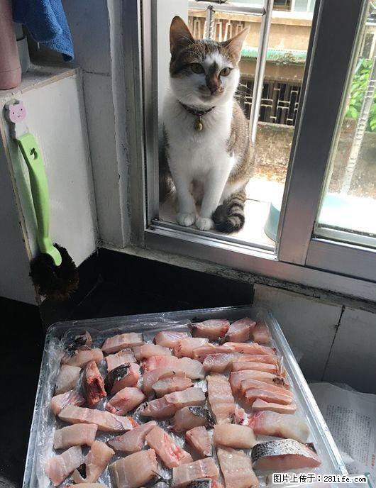 桂林北门开心猫舍猫咪托管寄养服务 只限猫咪长期有效 全年无休 - 宠物配种及服务 - 宠物信息 - 桂林分类信息 - 桂林28生活网 www.28life.com