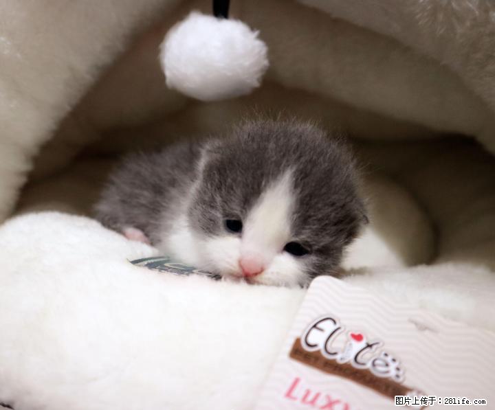 宠物猫幼猫英短毛猫蓝猫蓝白猫精品正八家养出售英国短毛猫 6月21号可以去新家 - 宠物交易 - 宠物信息 - 桂林分类信息 - 桂林28生活网 www.28life.com