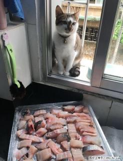 桂林北门开心猫舍猫咪托管寄养服务 只限猫咪长期有效 全年无休 - 桂林28生活网 www.28life.com