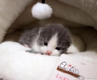 宠物猫幼猫英短毛猫蓝猫蓝白猫精品正八家养出售英国短毛猫 6月21号可以去新家 - 桂林28生活网 www.28life.com
