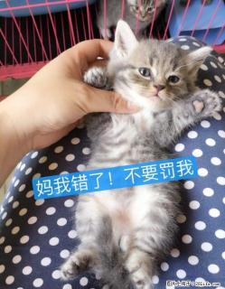 一口价全款售家养英短圆脸折耳立立耳弟弟妹妹虎斑蓝猫宠物猫6只 幼猫6月8日去新家 - 桂林28生活网 www.28life.com