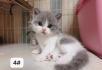 出售英国短毛猫英短活体幼猫虎斑加白蓝白弟弟公猫鱼骨纹蓝猫纯白渐层家养妹妹小猫宠物 - 桂林28生活网 www.28life.com