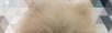 颜值小少爷属玩具狐狸犬范畴可约可转 - 桂林28生活网 www.28life.com