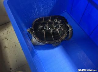 桂林市水晶城急转自养大龟一只 - 桂林28生活网 www.28life.com