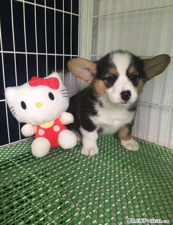 犬舍专业繁殖高品质血统柯基宝宝 - 宠物交易 - 宠物信息 - 桂林分类信息 - 桂林28生活网 www.28life.com