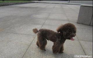 茶杯体巧克力贵宾对外借配 - 桂林28生活网 www.28life.com