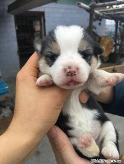 出售家养高品质高端宠物狗狗 - 桂林28生活网 www.28life.com