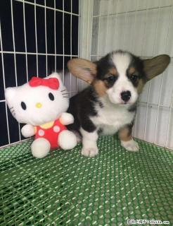 犬舍专业繁殖高品质血统柯基宝宝 - 桂林28生活网 www.28life.com