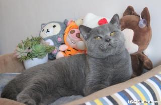 自家蓝猫种公对外借配 - 桂林28生活网 www.28life.com