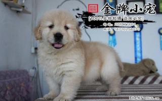 哪有卖金毛的 金毛可以吃巧克力吗 - 桂林28生活网 www.28life.com