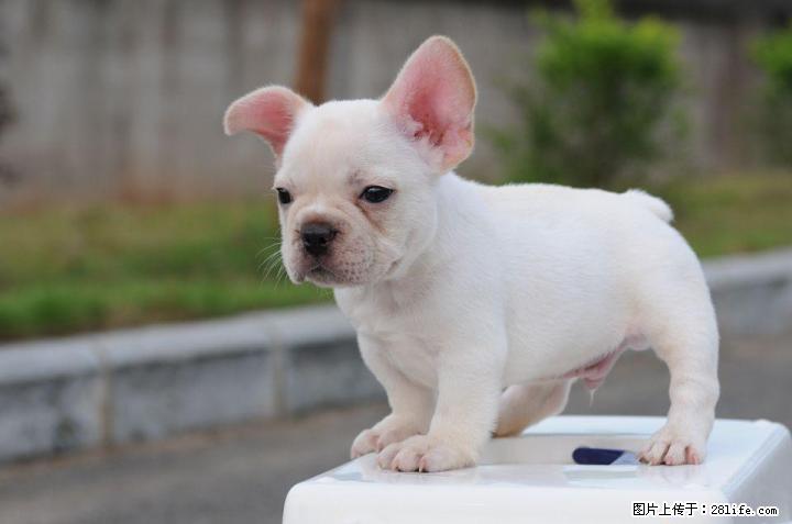 长期出售纯种法国斗牛犬~! - 宠物交易 - 宠物信息 - 桂林分类信息 - 桂林28生活网 www.28life.com