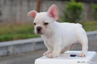 长期出售纯种法国斗牛犬~! - 桂林28生活网 www.28life.com
