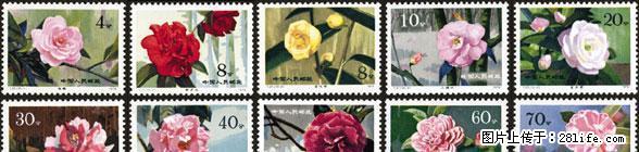 T.37 “云南山茶花”套票 - 其它 - 古玩收藏 - 桂林分类信息 - 桂林28生活网 www.28life.com