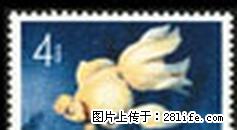 特.38“金鱼”邮票第一枚（信销全品像） - 其它 - 古玩收藏 - 桂林分类信息 - 桂林28生活网 www.28life.com