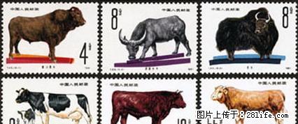 T.63 “畜牧牛--牛”套票 - 其它 - 古玩收藏 - 桂林分类信息 - 桂林28生活网 www.28life.com
