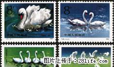 T.83 “天鹅”套票 - 其它 - 古玩收藏 - 桂林分类信息 - 桂林28生活网 www.28life.com