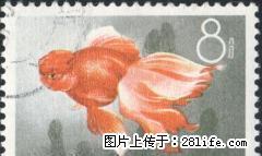 特38 “金鱼”信销票第八枚（全品像） - 桂林28生活网 www.28life.com