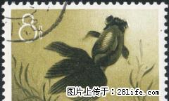 特38 “金鱼”信销票第六枚（全品像） - 桂林28生活网 www.28life.com