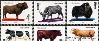 T.63 “畜牧牛--牛”套票 - 桂林28生活网 www.28life.com