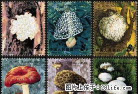 T.66“食用菌”套票（全新全品像） - 桂林28生活网 www.28life.com