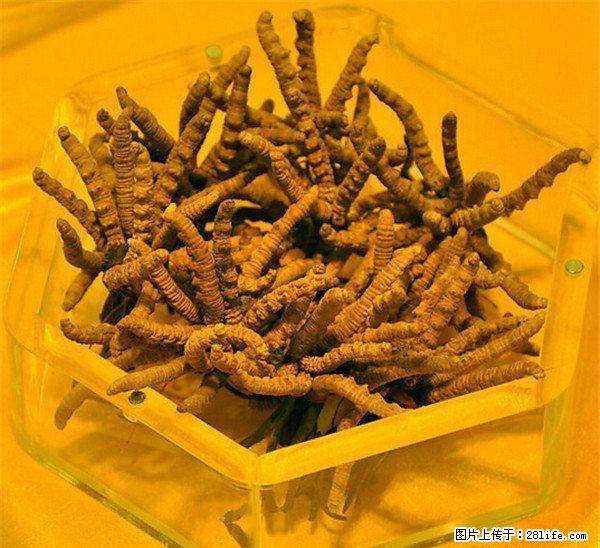 桂林地区现金高价回收礼品、白酒老酒洋酒、片仔癀颗粒,冬虫夏草等礼品~！ - 礼品刀具 - 特色礼品 - 桂林分类信息 - 桂林28生活网 www.28life.com