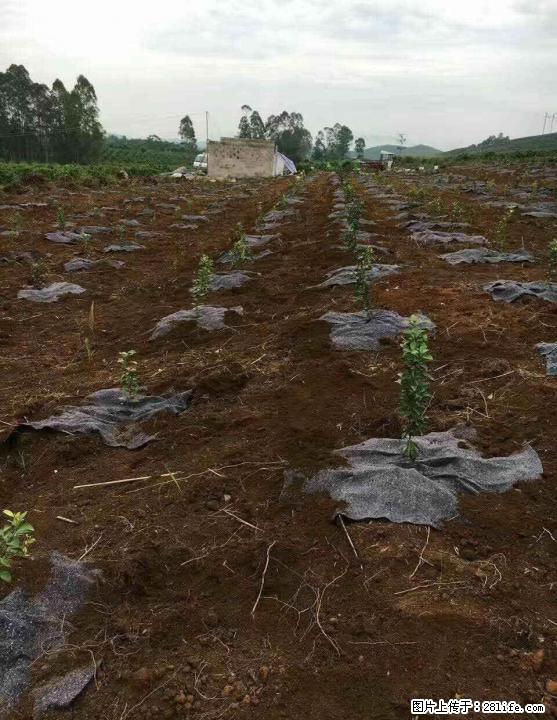 供应果树除草、保水毛毯 - 农作物 - 农林牧渔 - 桂林分类信息 - 桂林28生活网 www.28life.com