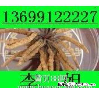 回收冬虫夏草东阿阿胶13699122227回收5X极草含片海参燕窝 - 礼品刀具 - 特色礼品 - 桂林分类信息 - 桂林28生活网 www.28life.com