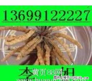 回收冬虫夏草东阿阿胶13699122227回收5X极草含片海参燕窝 - 桂林28生活网 www.28life.com