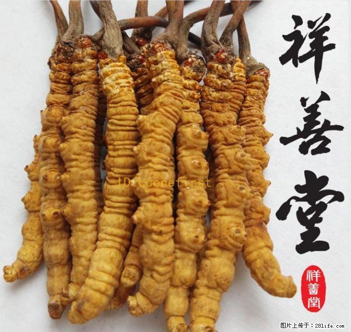 桂林虫草回收冬虫夏草回收13768438513桂林收购冬虫夏草 - 礼品刀具 - 特色礼品 - 桂林分类信息 - 桂林28生活网 www.28life.com