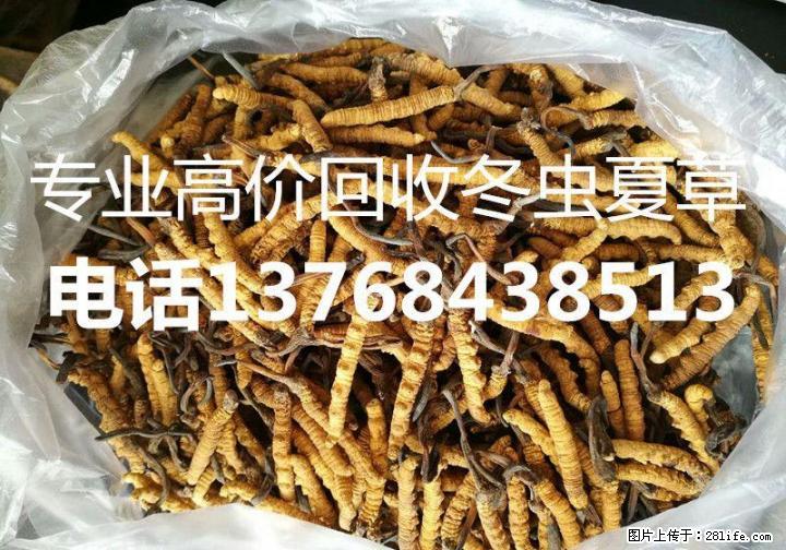 冬虫夏草回收电话13768438513桂林高价收购冬虫夏草 - 礼品刀具 - 特色礼品 - 桂林分类信息 - 桂林28生活网 www.28life.com