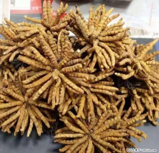 桂林收购虫草，5X极草含片 、片仔癀，冬虫夏草，回收海参，燕窝 - 桂林28生活网 www.28life.com
