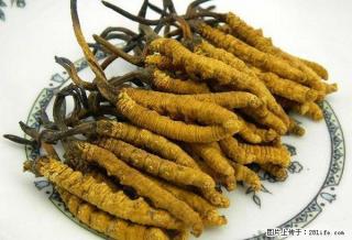 桂林地区回收冬虫夏草，桂林本地回收虫草，桂林回收冬虫夏草的地方 - 桂林28生活网 www.28life.com