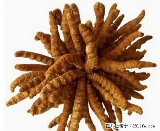 冬虫夏草回收，桂林回收冬虫夏草，桂林回收虫草，桂林虫草回收 - 桂林28生活网 www.28life.com