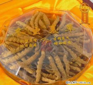 柳州市虫草回收，冬虫夏草回收，柳州收购冬虫夏草，收购虫草 - 桂林28生活网 www.28life.com