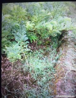 出售长槐米的槐树苗 嫁接槐花苗 - 桂林28生活网 www.28life.com