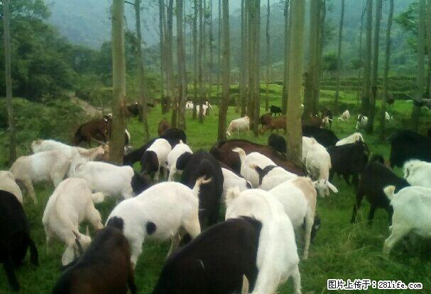 山羊种羊和商品羊销售13878320271 - 牲畜 - 农林牧渔 - 桂林分类信息 - 桂林28生活网 www.28life.com