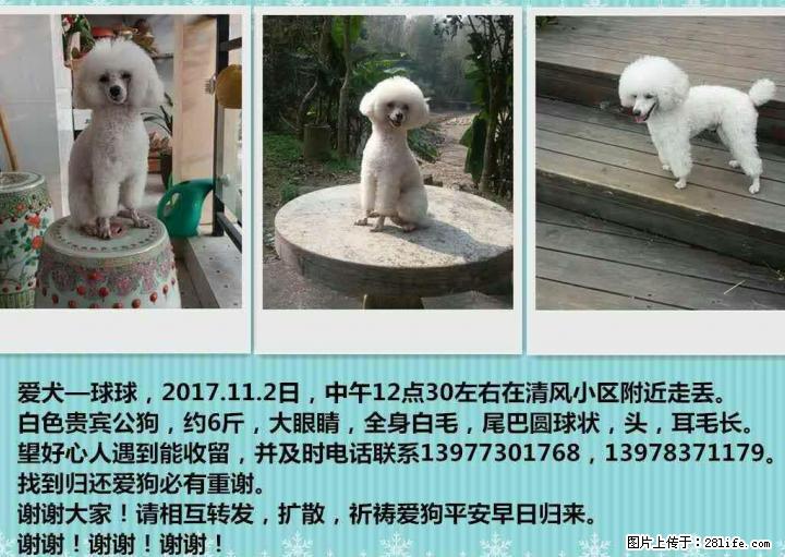 爱犬走丢,希望各位好心的朋友帮帮忙.... - 宠物交易 - 宠物信息 - 桂林分类信息 - 桂林28生活网 www.28life.com