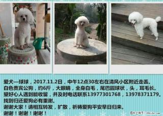 爱犬走丢,希望各位好心的朋友帮帮忙.... - 桂林28生活网 www.28life.com