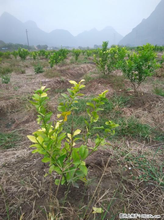 40亩砂糖橘,沃柑低价转让(大圩苏村) - 农作物 - 农林牧渔 - 桂林分类信息 - 桂林28生活网 www.28life.com