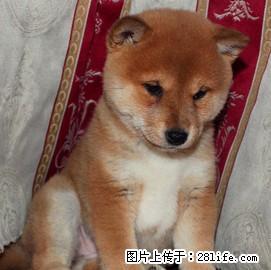 赛级日本柴犬幼犬 品相好 血统纯 看父母 价可面议 - 桂林28生活网 www.28life.com