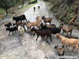 低价出售/转让一栏土山羊 - 桂林28生活网 www.28life.com